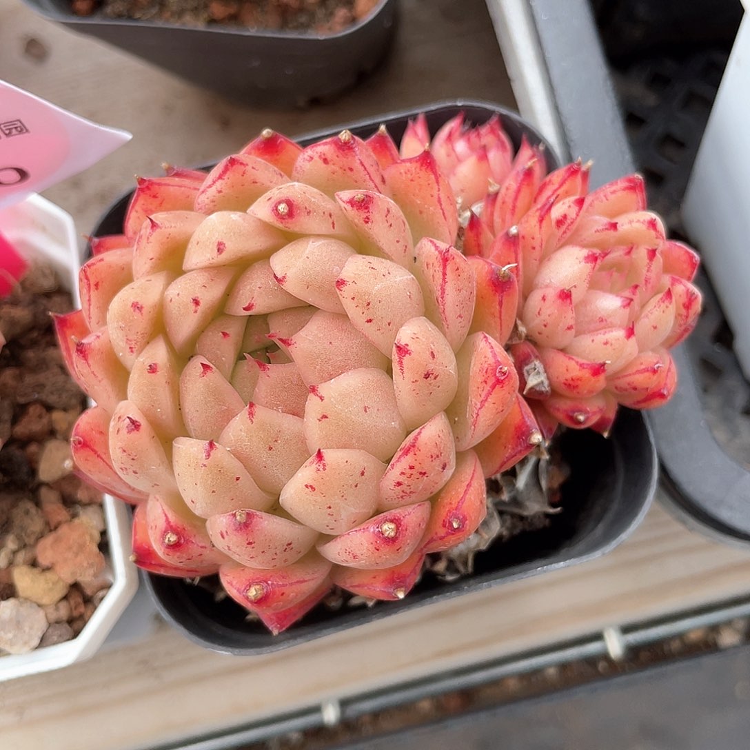 优选麦秆精品325