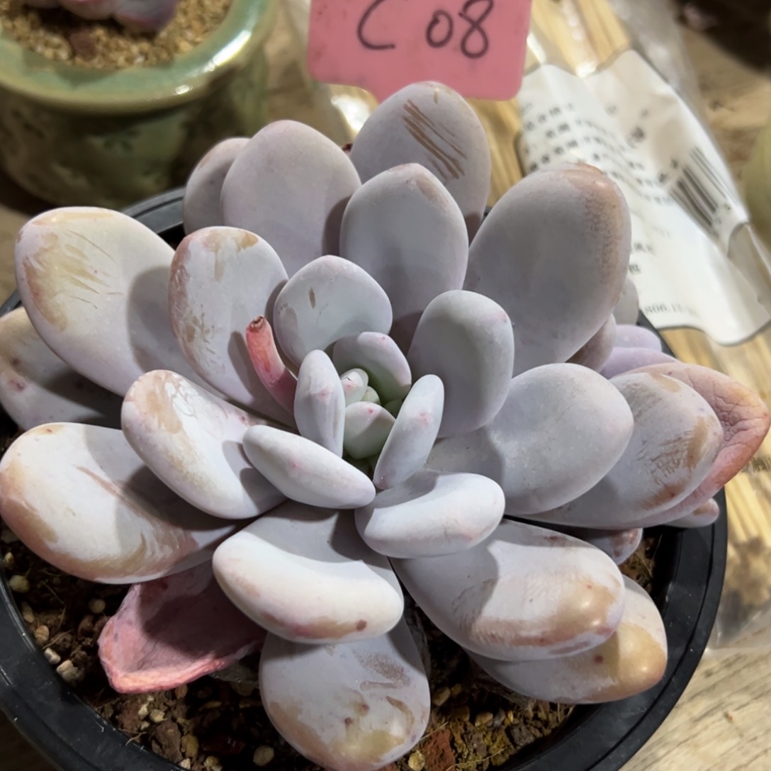 多肉植物一物一拍c08