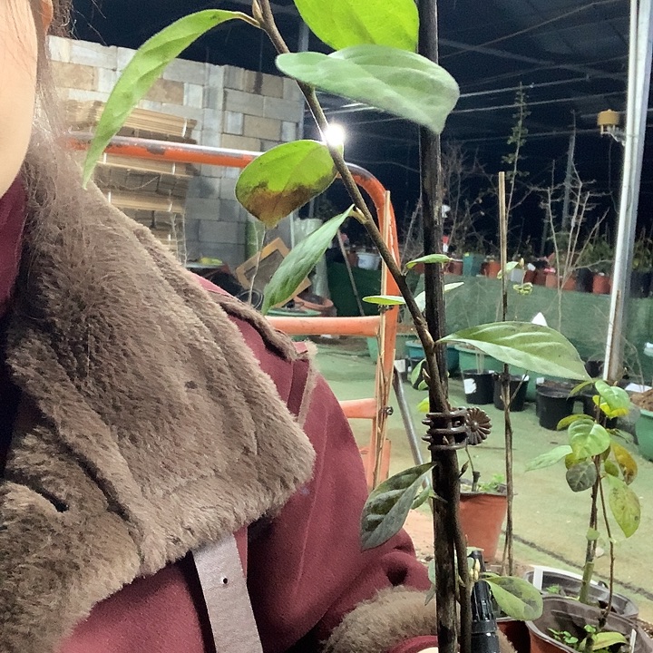 无花朵黑紫老鸦柿29.9