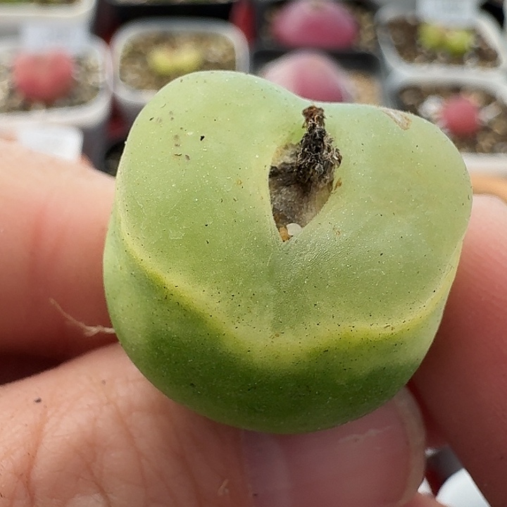 老马生石花哦泡1339