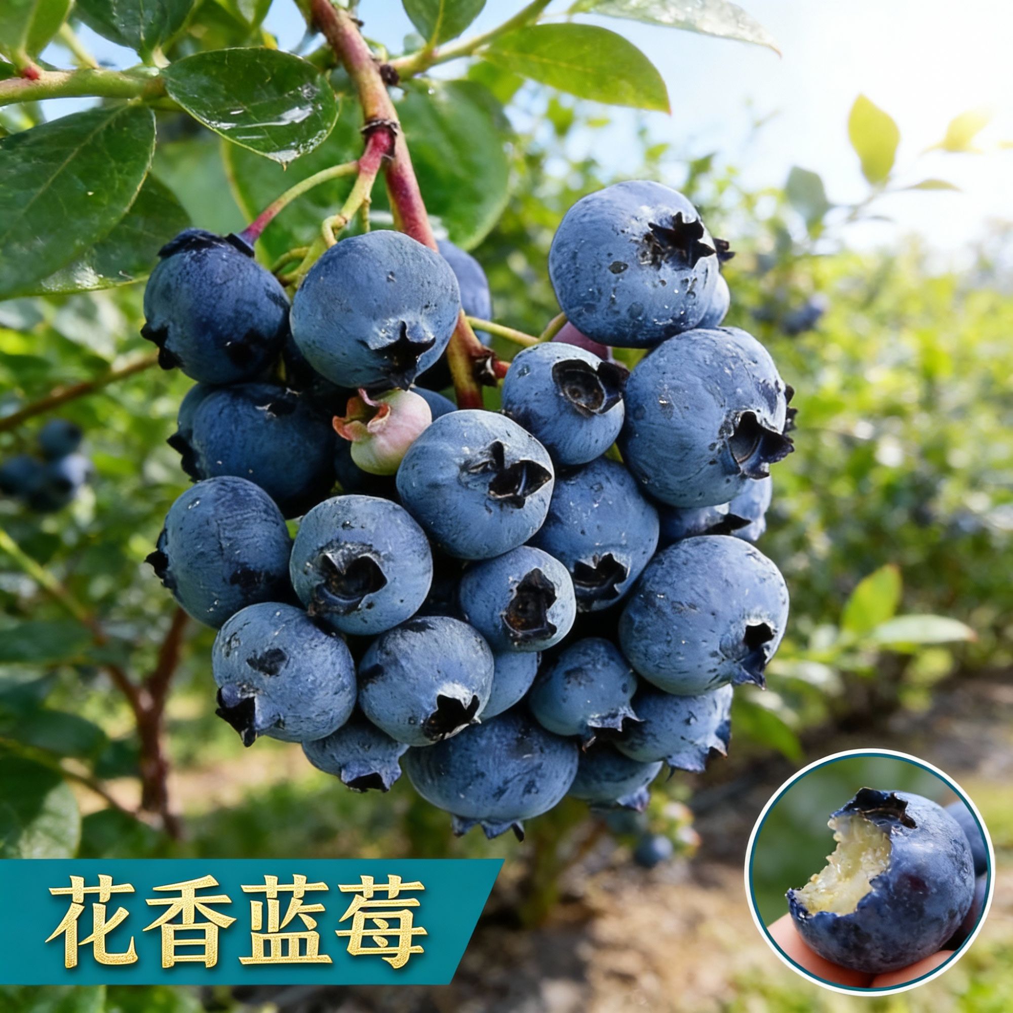 精选蓝莓耐寒耐热丰产可食用盆栽果苗庭院露台H5法新云雀绿宝石