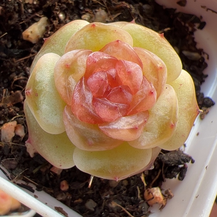 666 一物一拍，精品糖心，尺寸不大介意勿拍