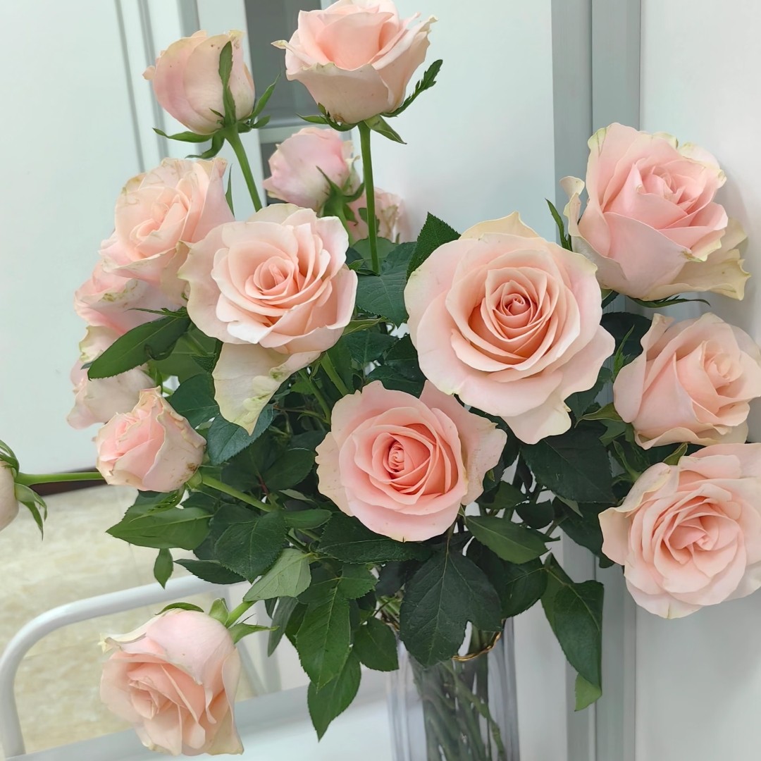 粉爱神玫瑰 拉萨2单包邮 0下温度，请拍保温棉否则冻坏不售后