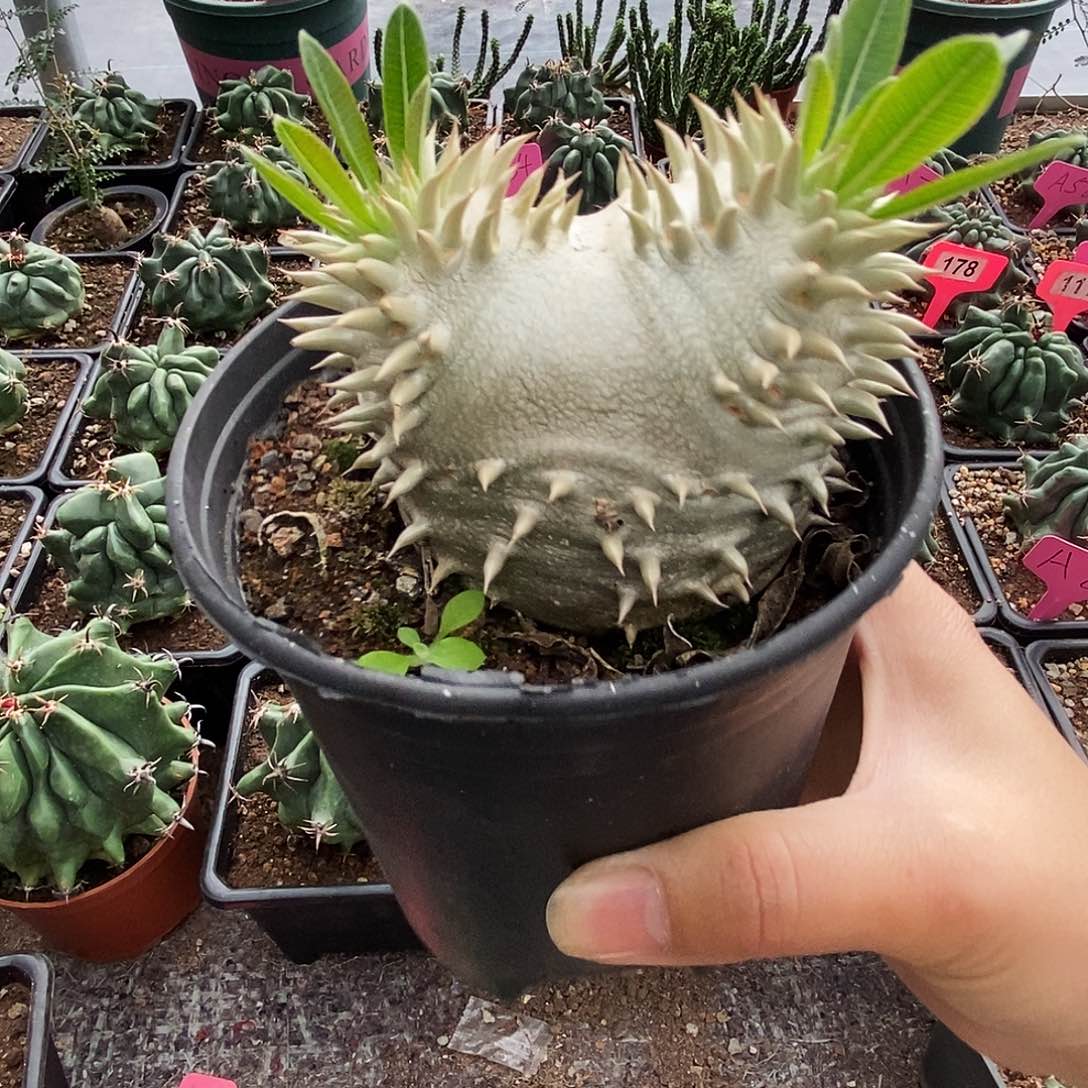 花花草草花花草草