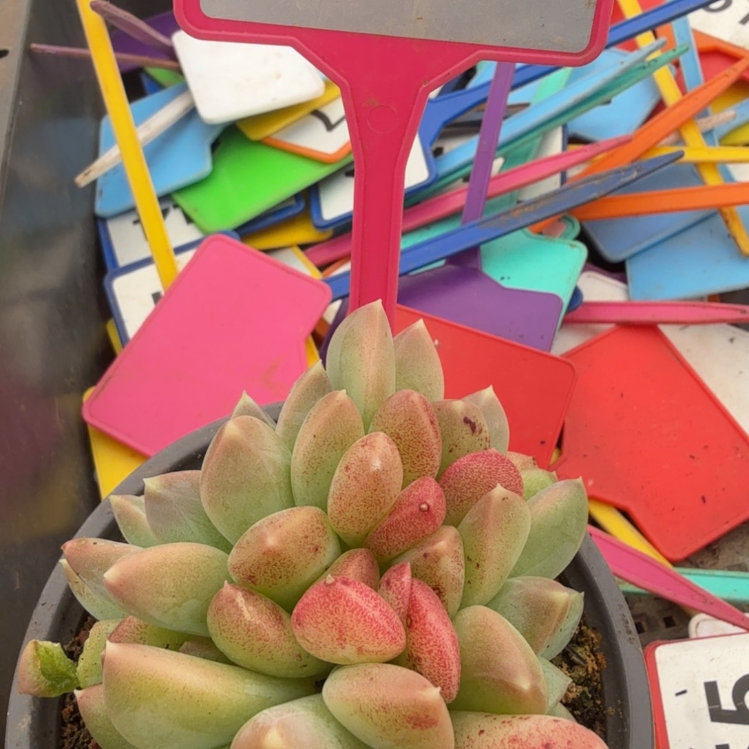 多肉植物漂亮多肉292