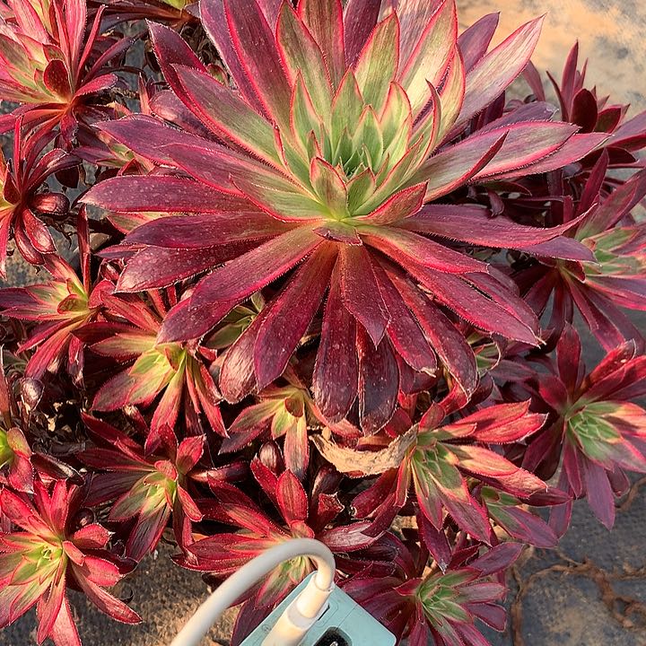 多肉植物朱雀29号