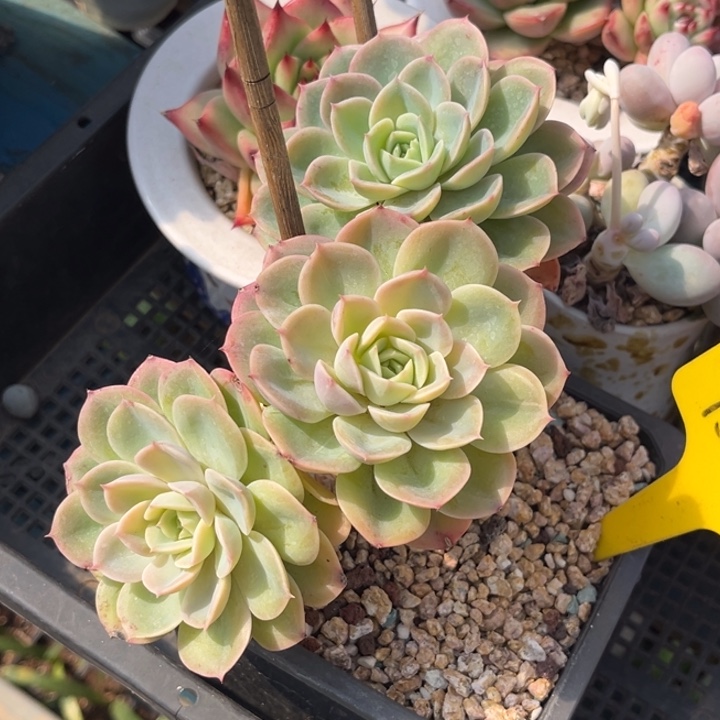 1502 000000000000000