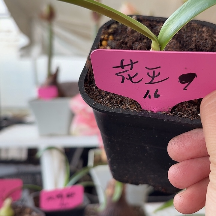 无花朵花王朱顶红直径1.6