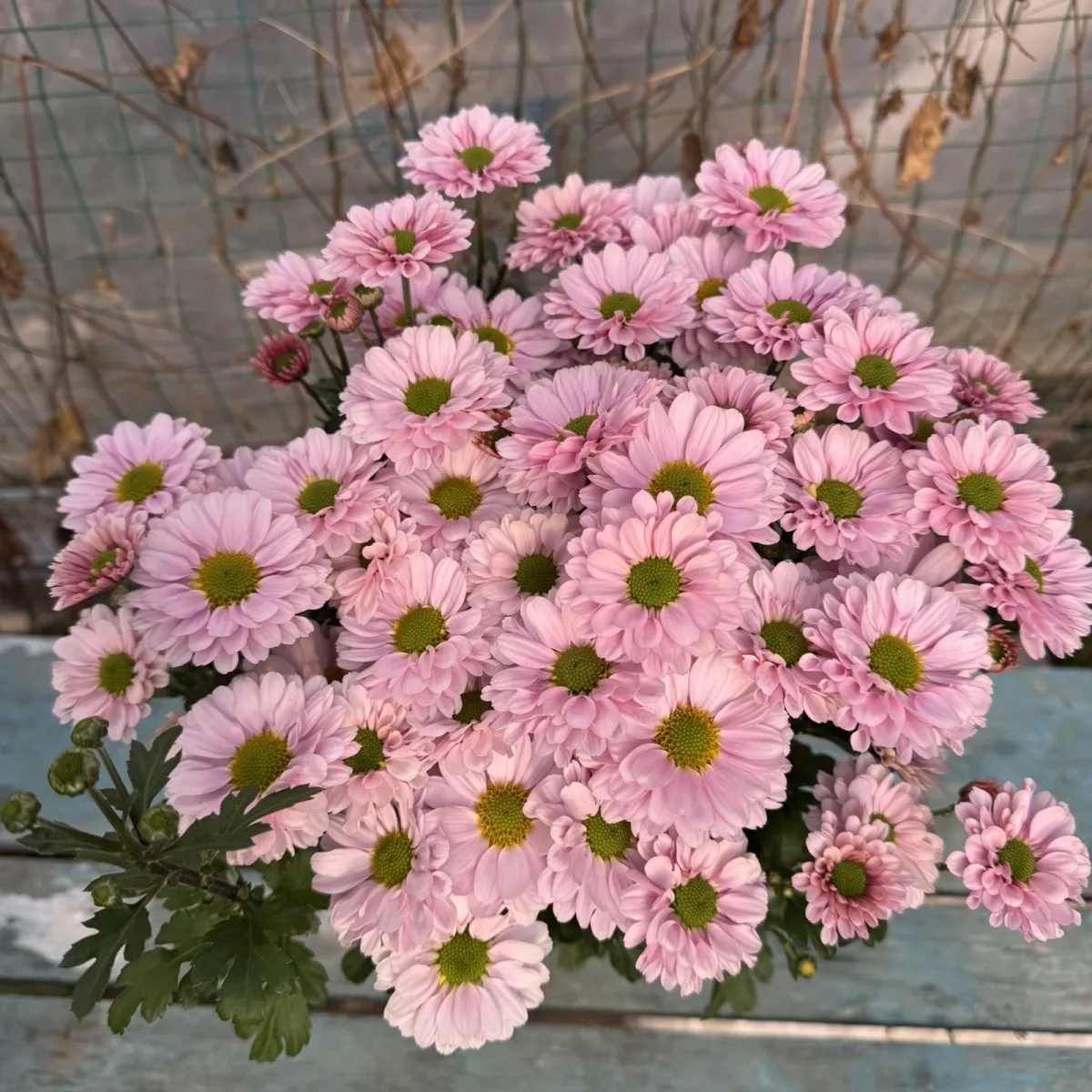 粉珍珠荷兰菊菊花重瓣花苞室内阳台开花庭院耐寒盆栽花卉植物