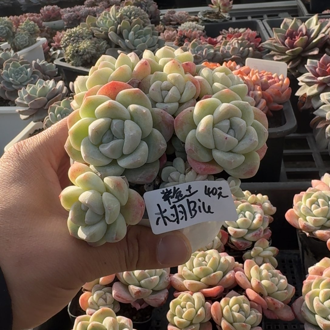 木****?木羽冰玉7头不包整带盆土发货