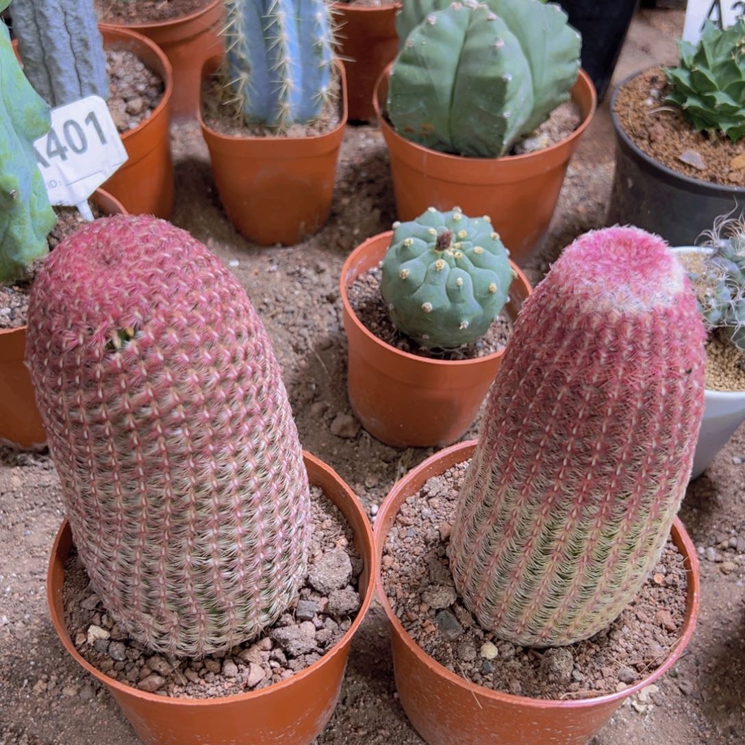 我不知道115555554