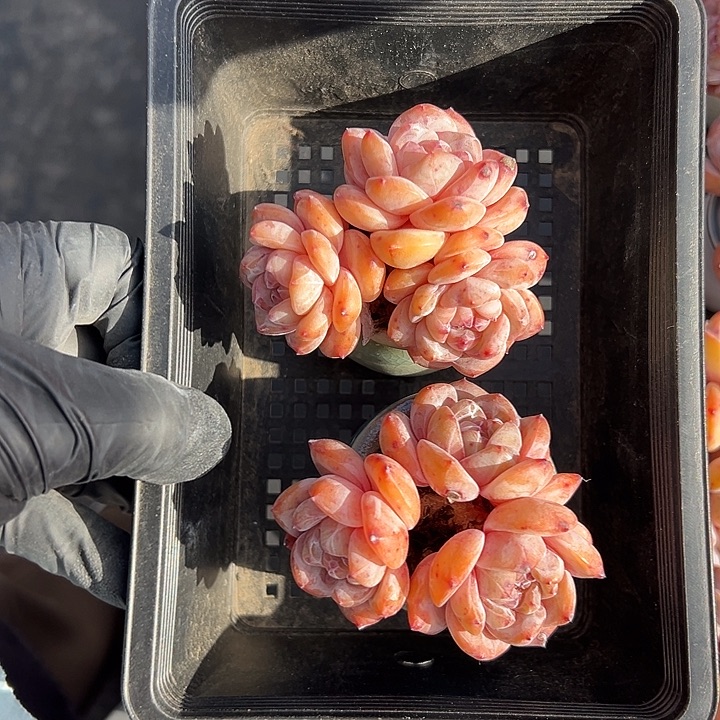 3239，叶子有蹭伤俩个三头星影带盆的时候