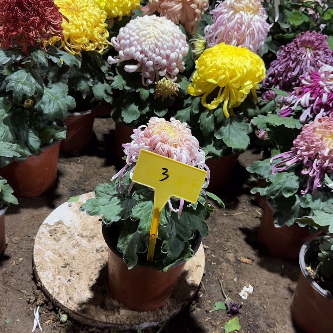 雅***草大部分花苞少量开放3