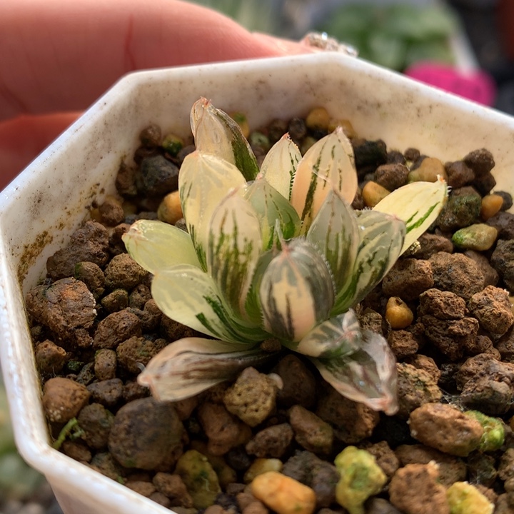 胭脂玉露锦带盆土发货