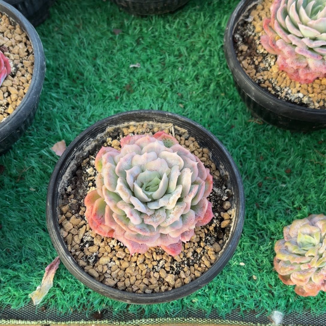 桃***魇哈哈宝贝宝贝宝贝宝贝宝贝宝贝吧