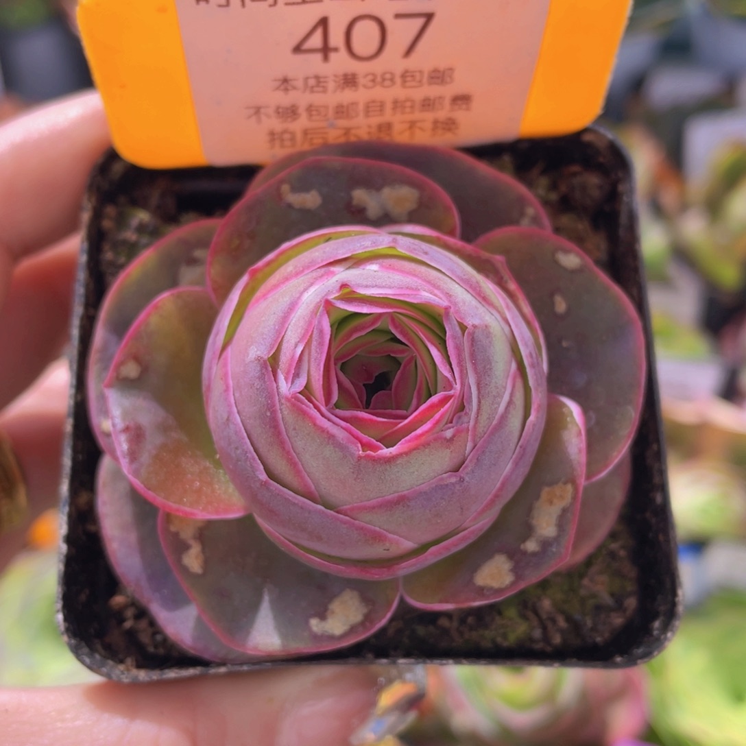 紫帕新年福利407