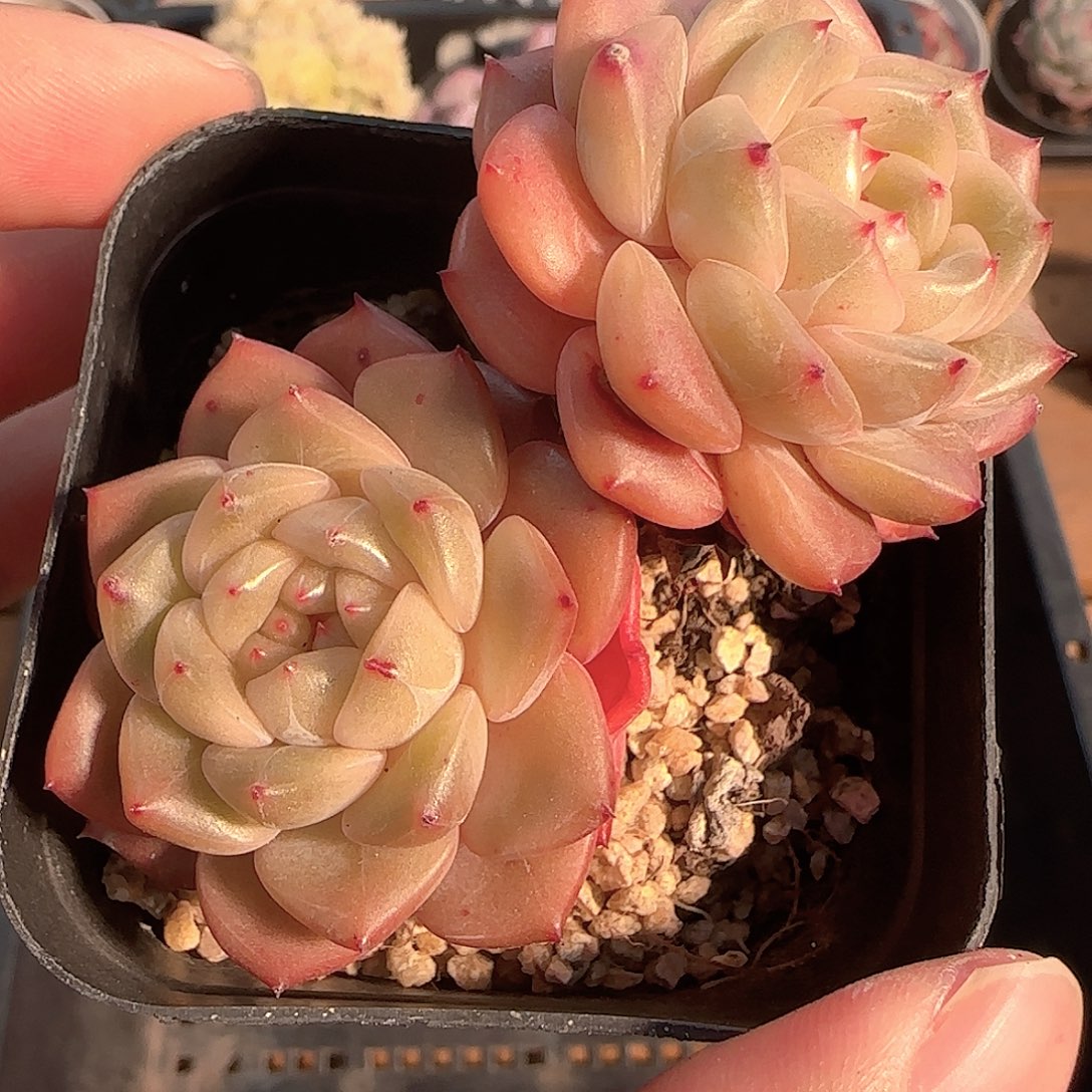 多肉1202-224晴川珍妮