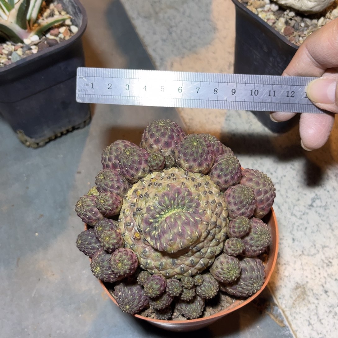 紫丽丸仙人球一物一拍