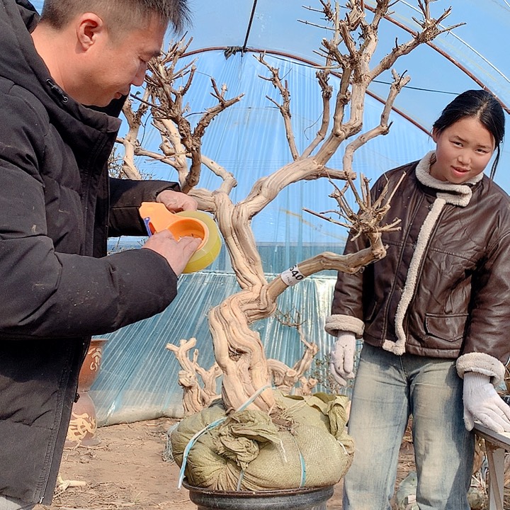 全部花朵金银花88888