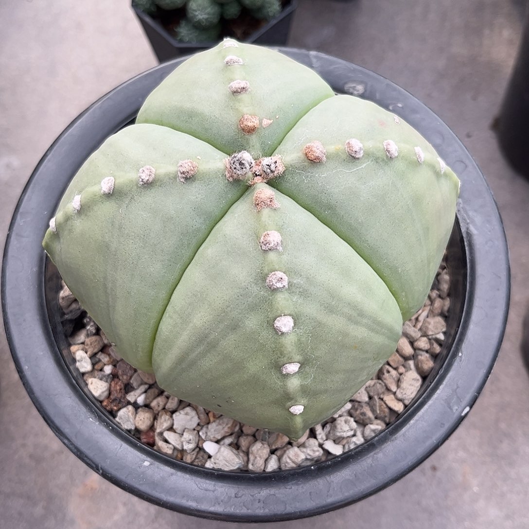 幸***神仙人球鸾凤玉实生