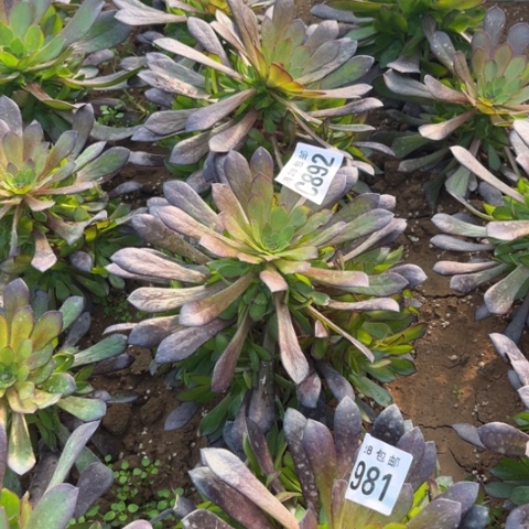 892黑瞳胡不包断枝