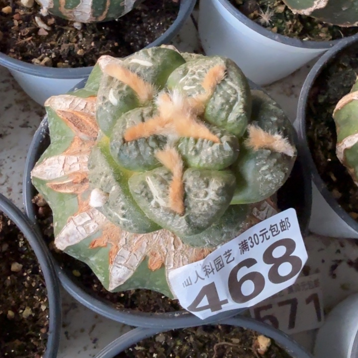 无花朵468大光面连山东八