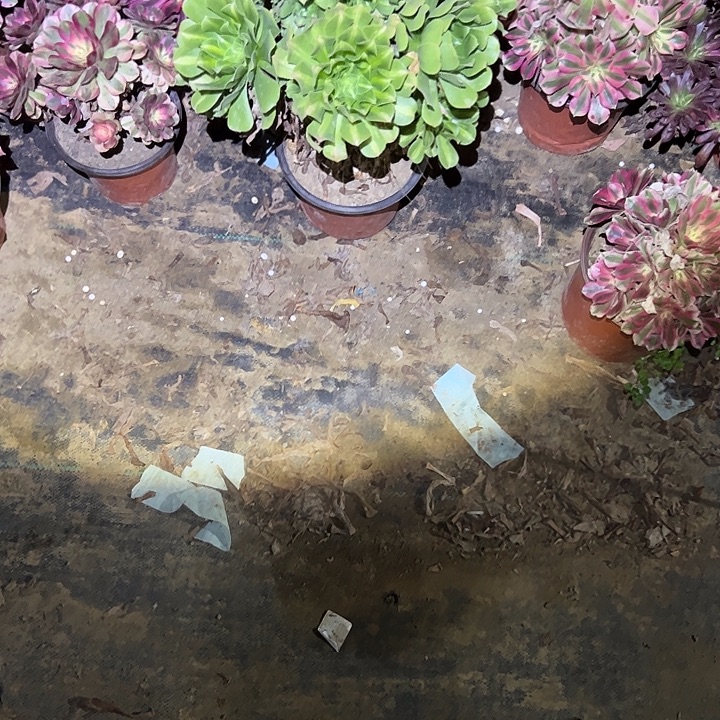 不包侧枝一物一拍