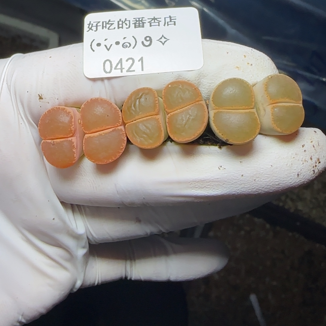 0421。默认脱土。18包邮。偏远88包邮