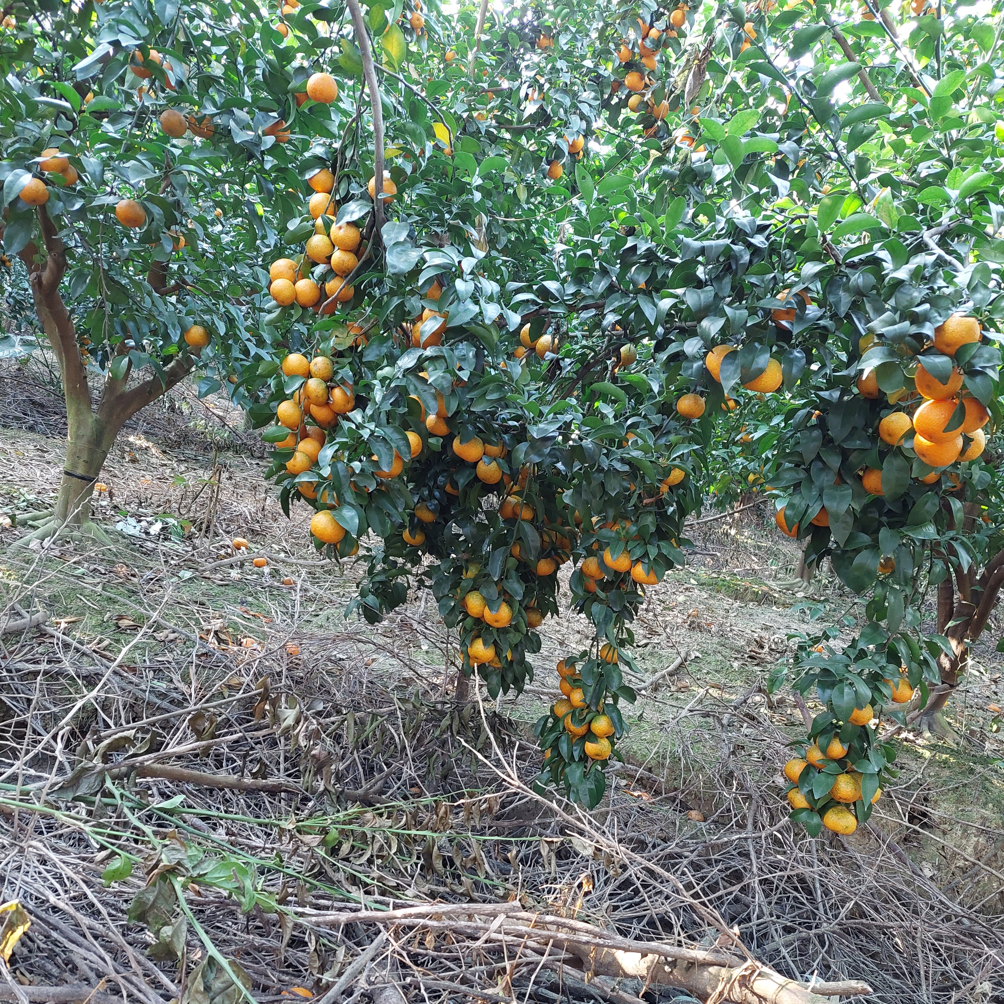 四会清哥沙糖桔地标采摘园（顺丰直发中方）