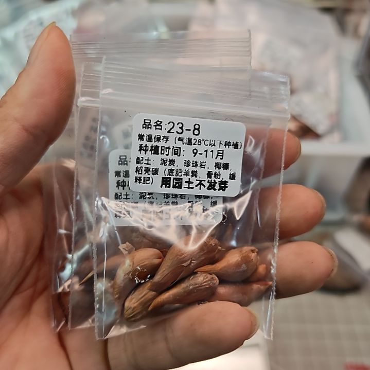 酢浆草早花盲盒23-8