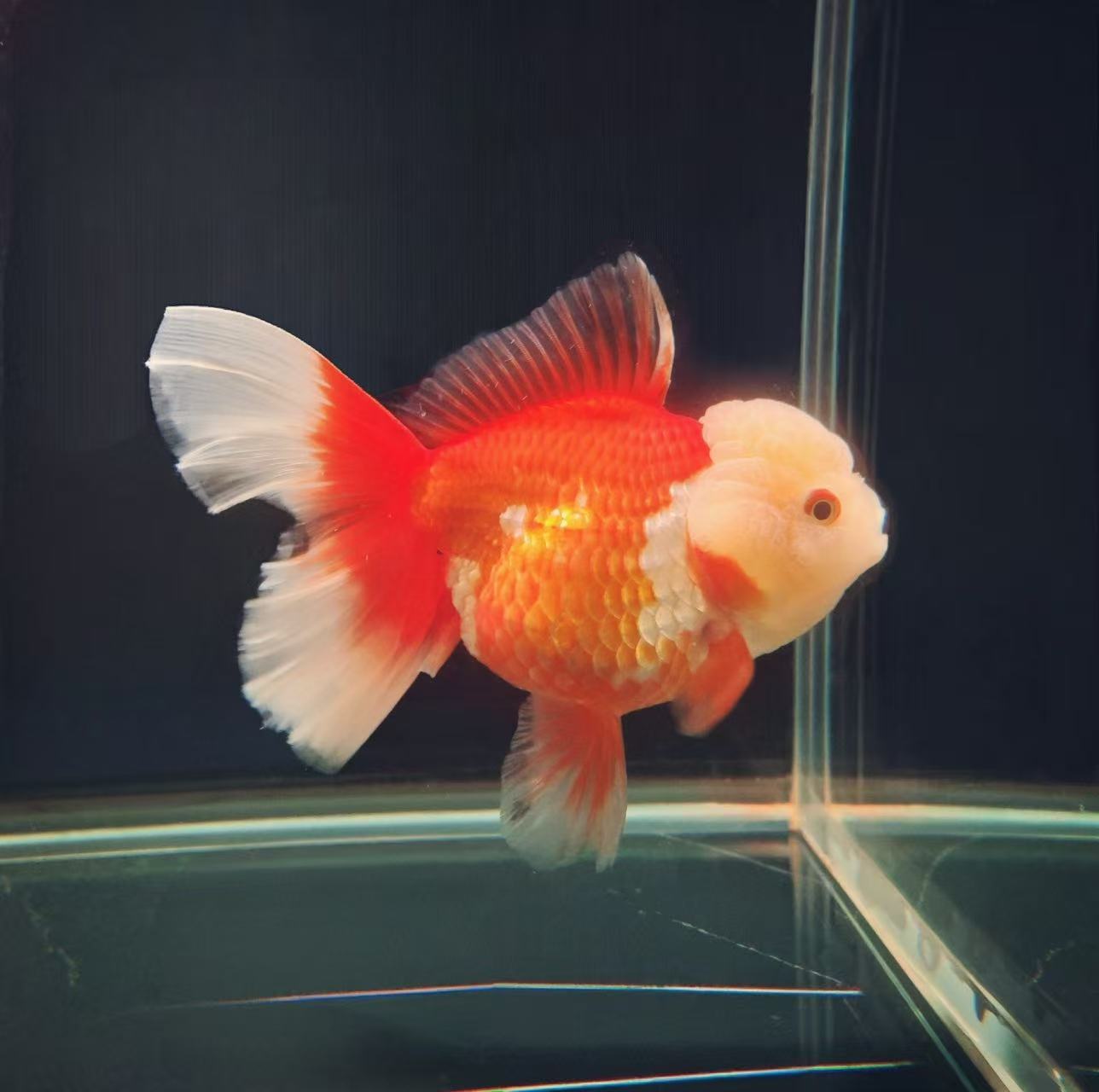 活体精品泰狮金鱼，自家渔场（图片仅供参考）