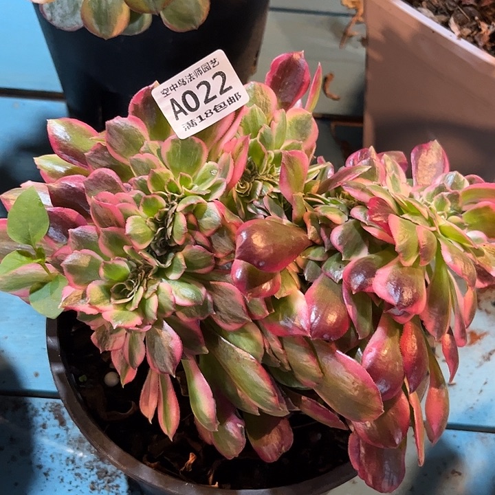 022粉女郎缀多肉植物