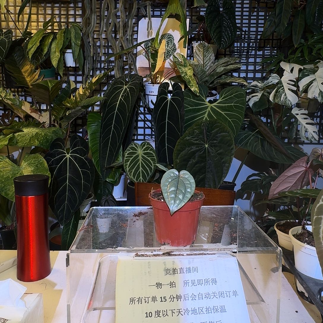 完全开放K167籽播奢华