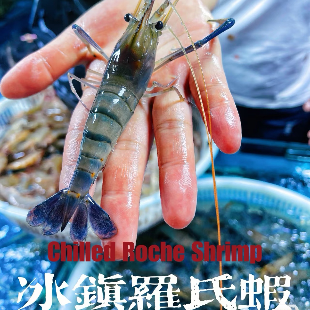 （鲜活）罗氏虾 250g