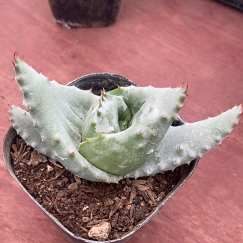 芦荟元宝8仙人球