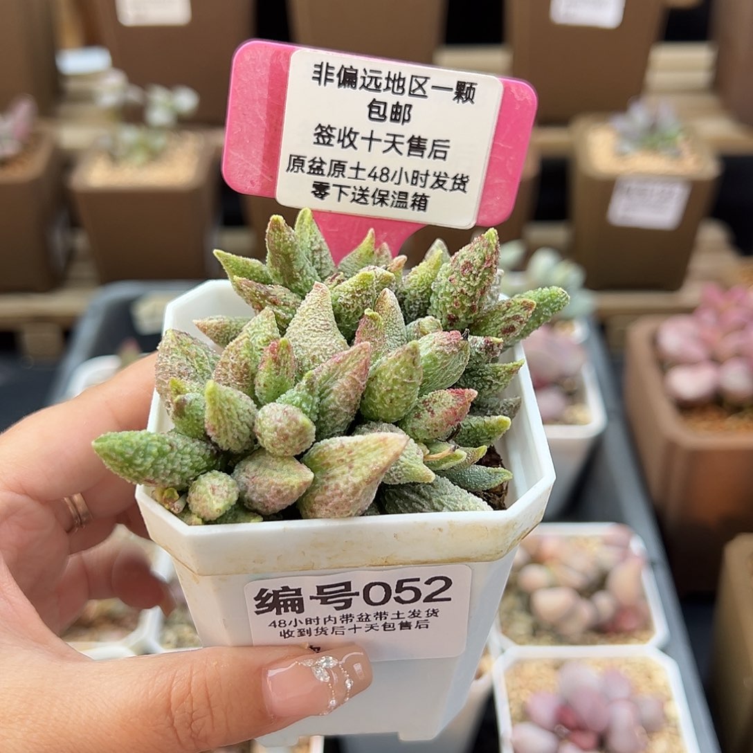 052七彩仙女多肉植物