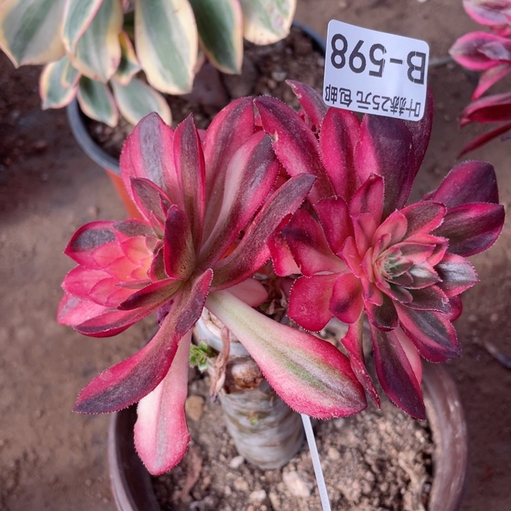 598黑膜锦嫁接多肉12345678