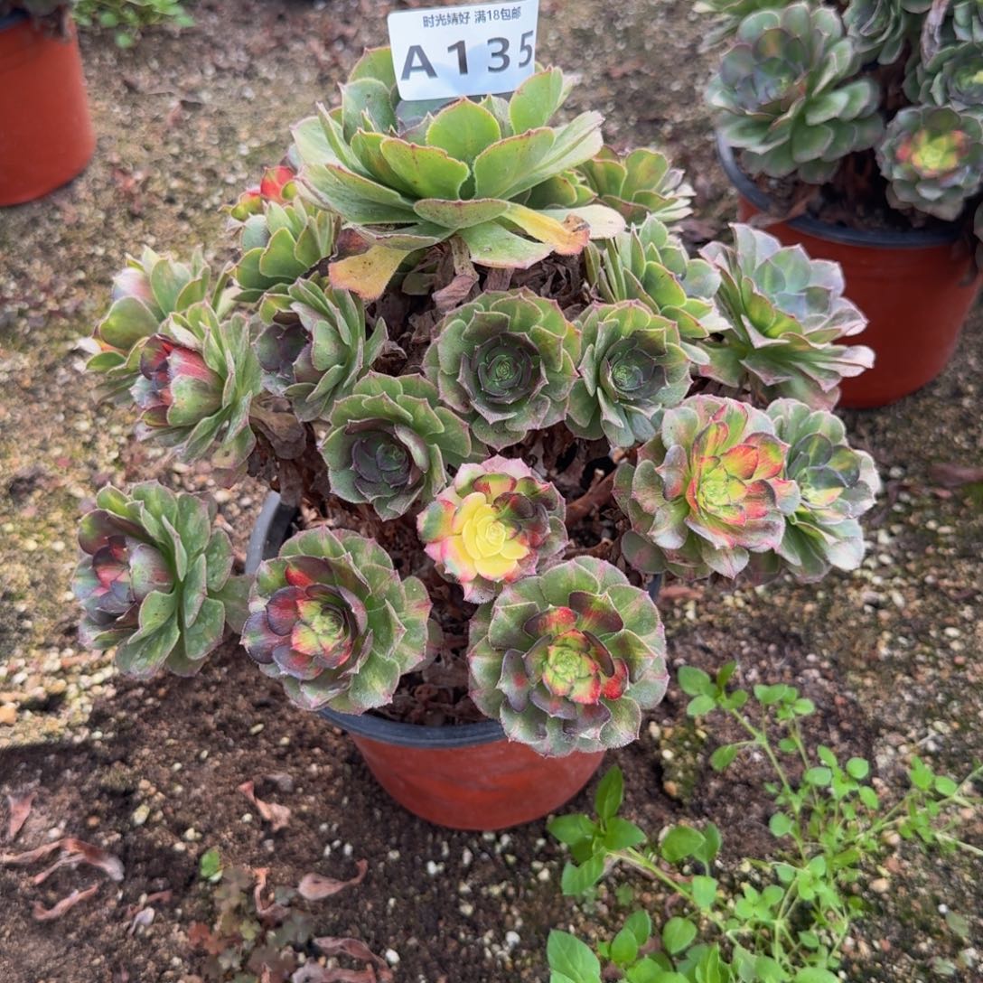 135海王七彩 多肉植物