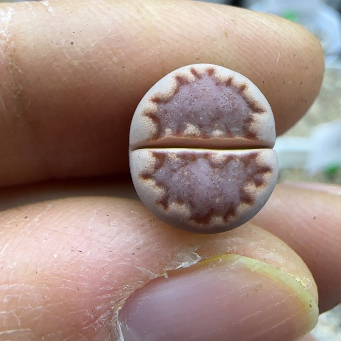 614饼干福利30包邮