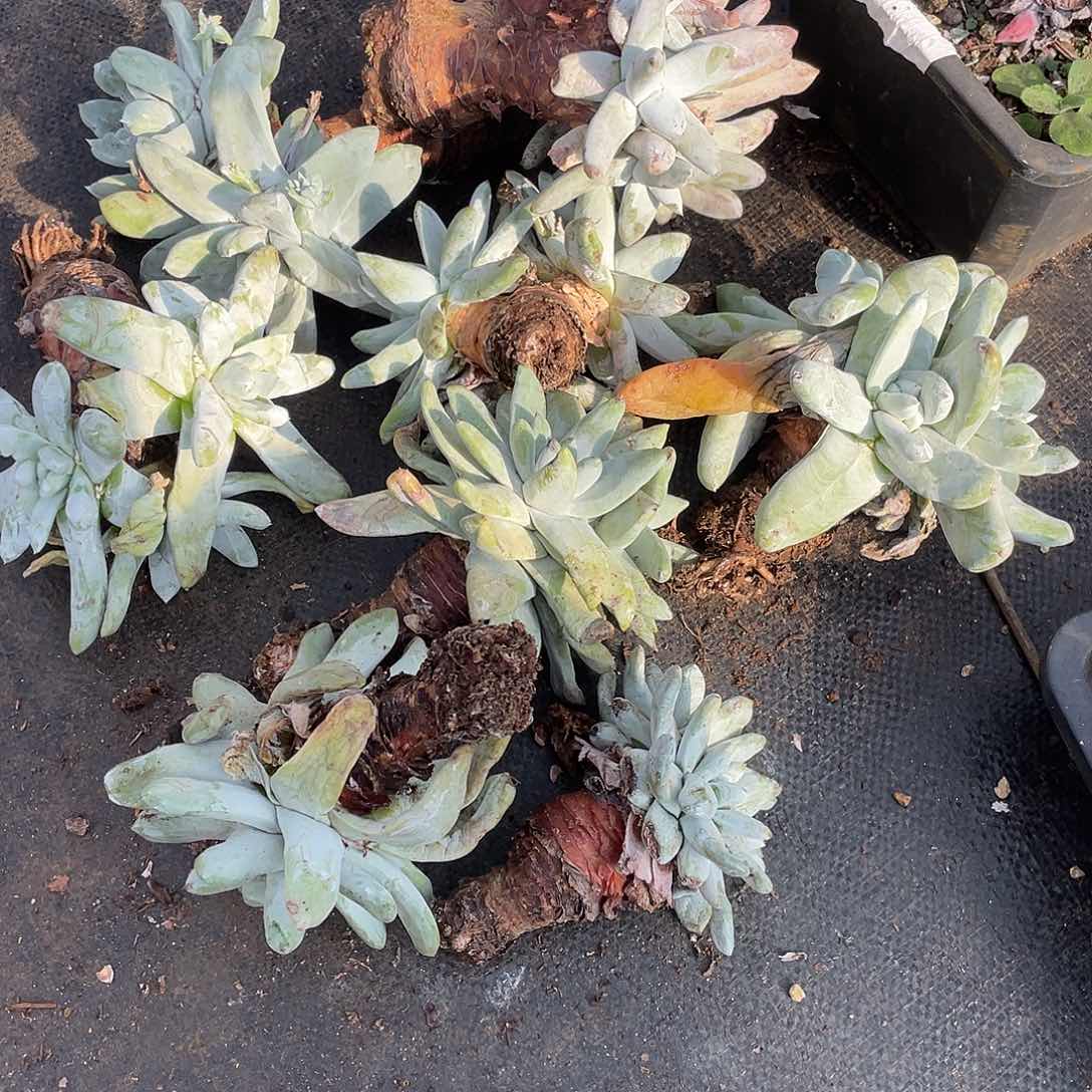 香*下特价不售后拇指8颗
