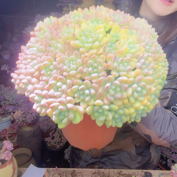 无***子大蛋糕多肉植物一物一拍