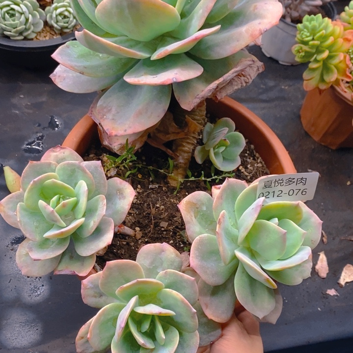夏悦多肉0212-76血凤