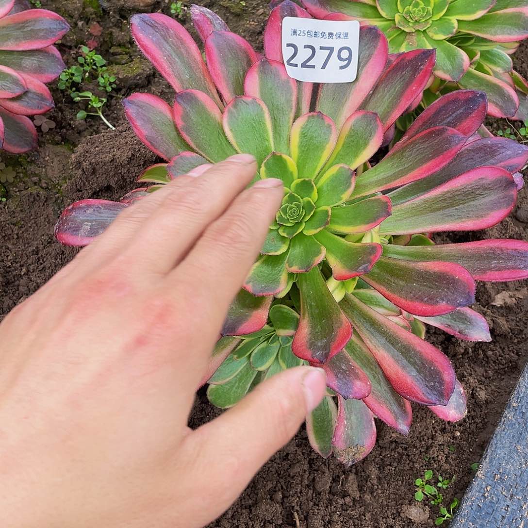 2279水果糖多肉植物