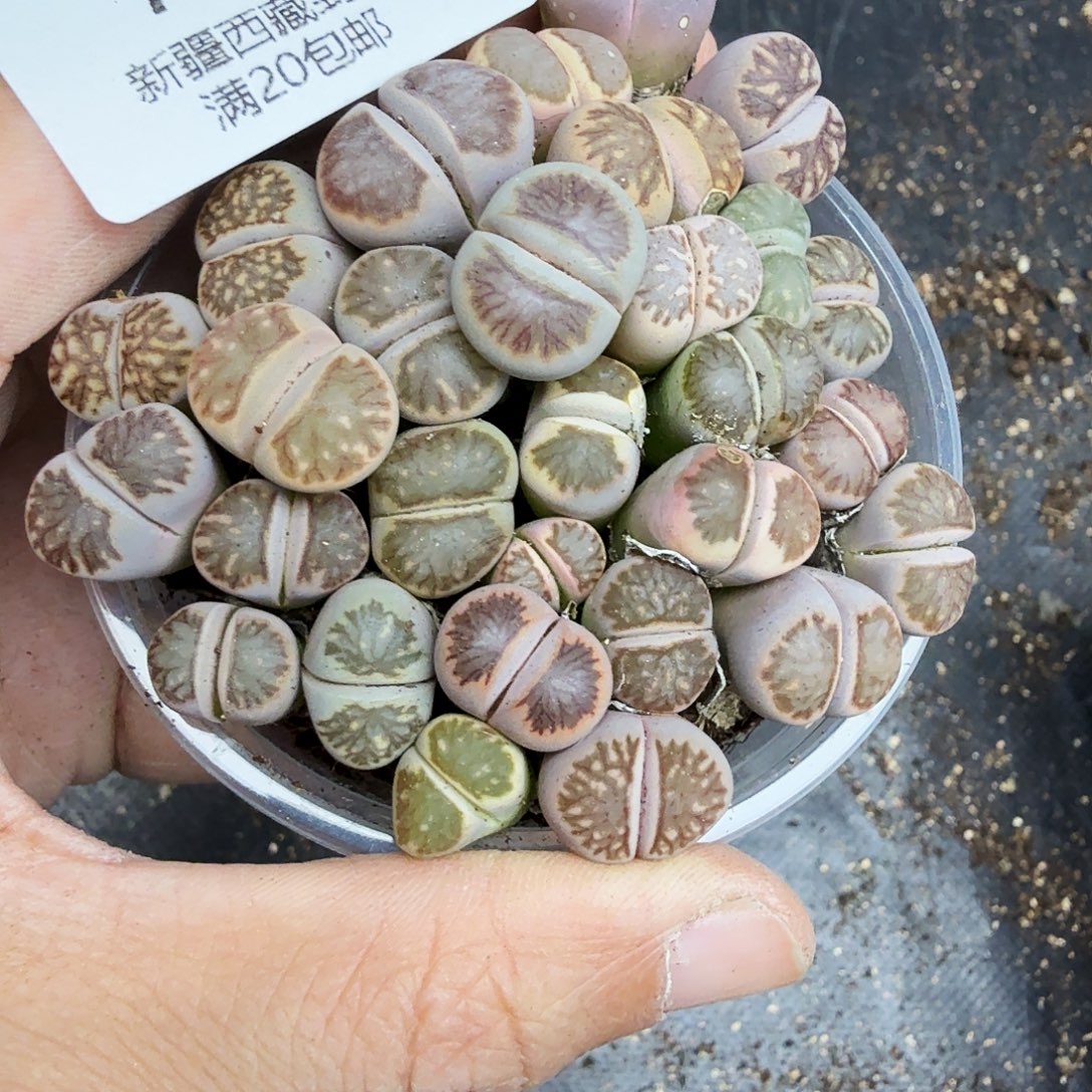 哈哈笑不出话就笑742是