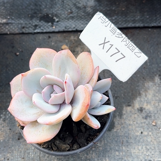 我是第一百个为妖刀应援滴小