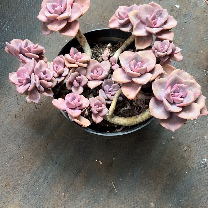 多肉植物，彩虹糖