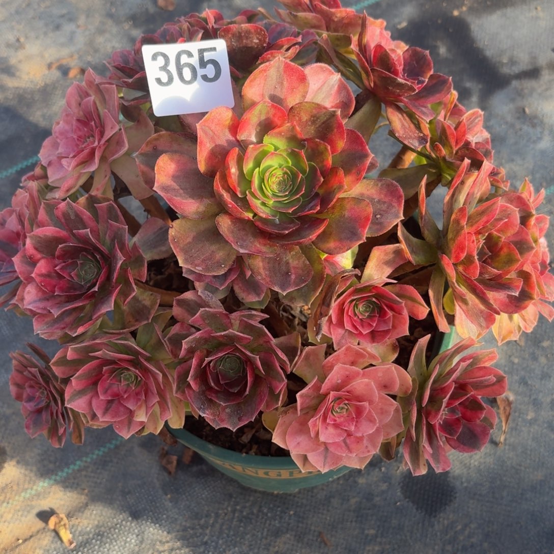 365雨河多肉植物福利