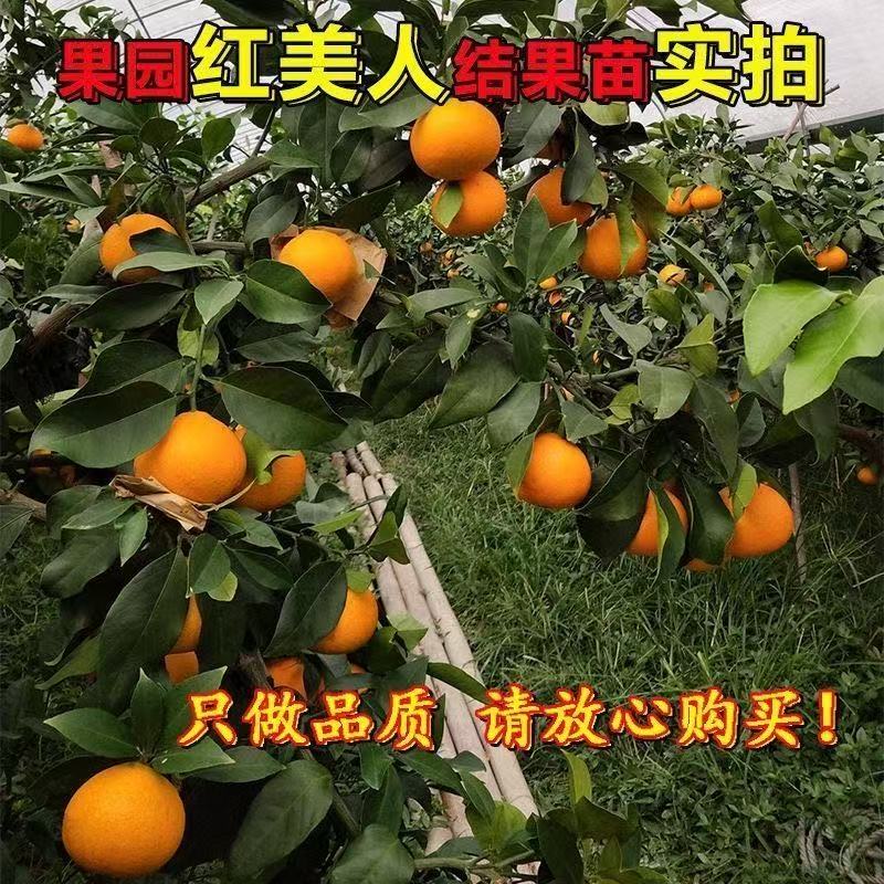 正宗象山红美人爱媛28号嫁接壮苗无籽无核柑橘带土