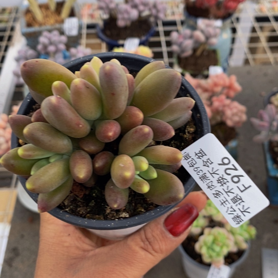 芒果奶926/8c m多肉