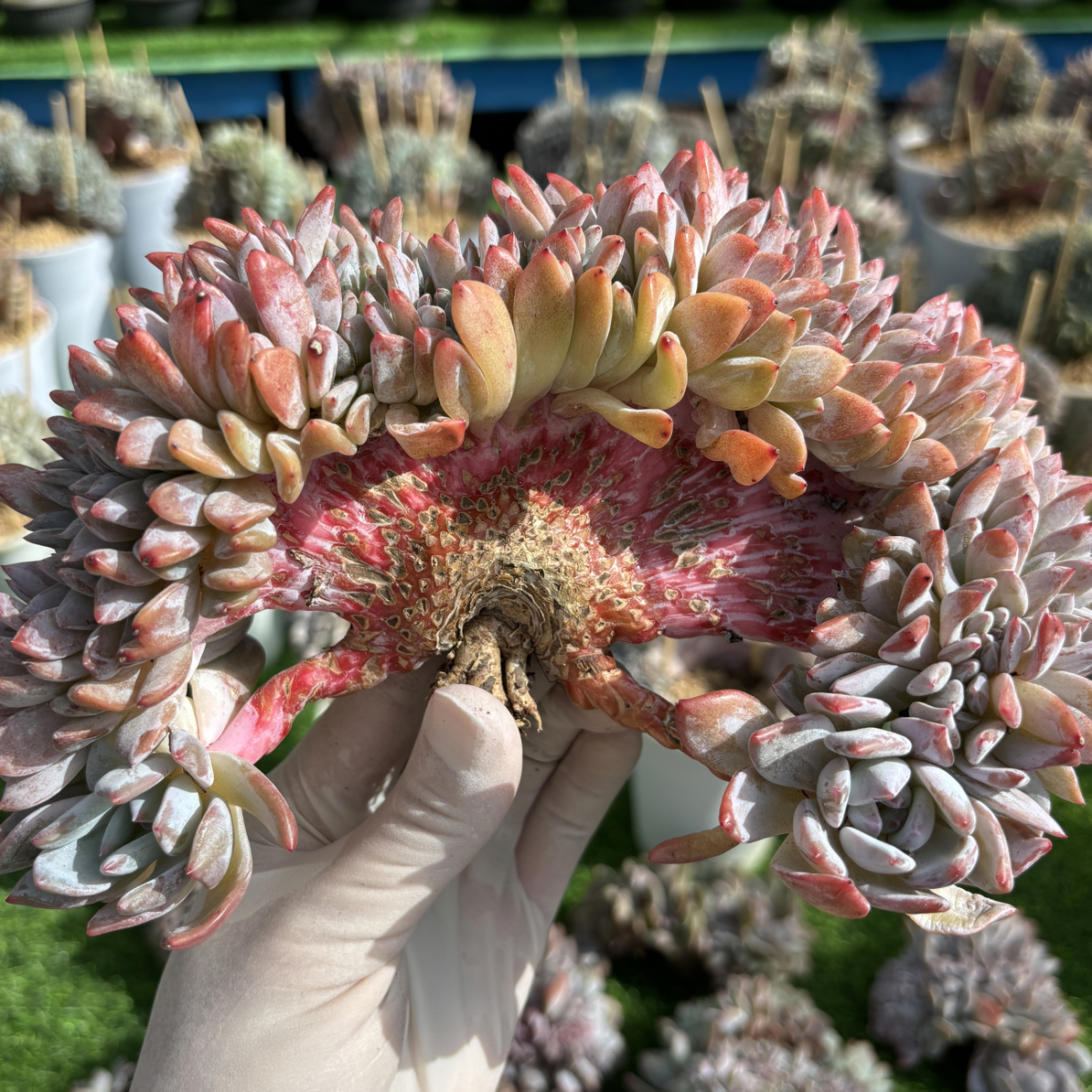 多肉植物一物一拍，星影树缀，叶插正型腿